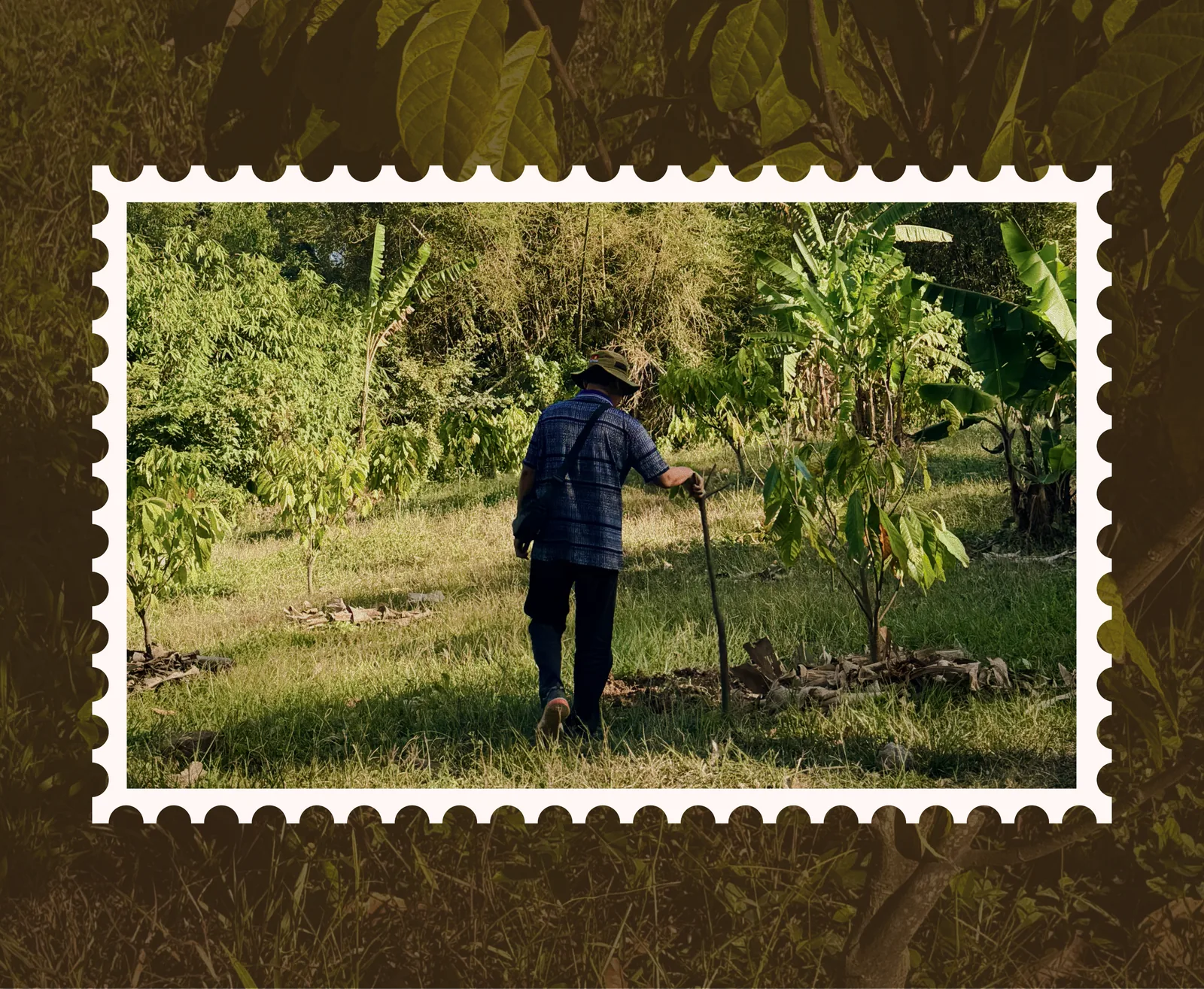 A cocoa farmer walking through an Indonesian plantation